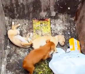 M2801005_Three puppies left in a dumpster. Only one was still crying… 😢💔 What did this scene make you feel? #animalrescue #abandonment