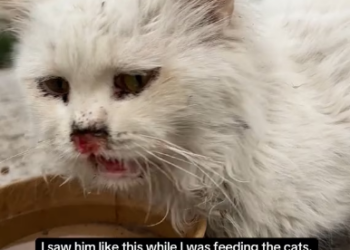 M2801007_I was feeding the street cats when I noticed him lying there. I didn’t have a carrier with me, and the weather was abou