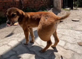 M2801010_The adorable puppy has a large lump on its back leg joint!