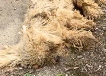 M2801013_I was at the gate of my house when I saw a poor stray dog ​​lying unconscious on the other side of the street. I immedi