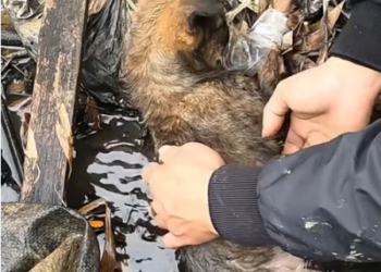 M2801020_What the heck is going on here This poor dog doesn’t know what mistake it made to be treated like this. Luckily, a kind