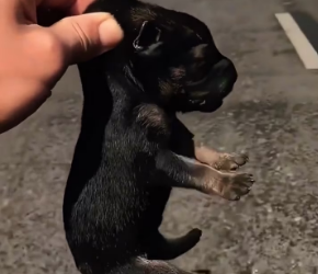 M2801021_I found an abandoned puppy on the street and then…#rescue #animals #fyp #puppy #rescueanimals