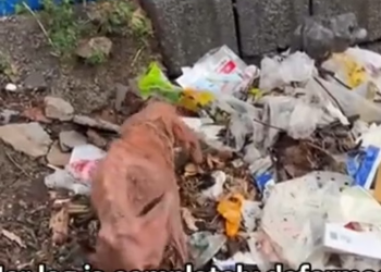 M2801023_this cute puppy was rescued by kind man #fyp #doglovers #dogrescue #doglove #puppyrescue