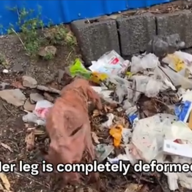 M2801023_this cute puppy was rescued by kind man #fyp #doglovers #dogrescue #doglove #puppyrescue