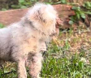 Please, can someone help this poor dog? (Part 2)