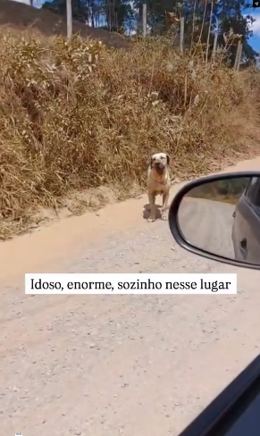 The dog thought it was going to die… until Part 2