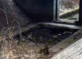 M3101005_Mud-Covered & Starving This Golden Retriever’s Fight to Survive #abandoneddog #sickdog #animalrescue #saveadog #secondc