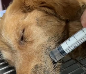 M3101006_From Garbage Heap Twitches to Fighting for Bites This Golden’s Last Chance #goldenretriever #animalrescue #abandoneddog