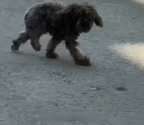 M3101007_Disabled Teddy’s Journey to Hope #saveadog #viraldog #animalrescue #disableddog #fyp #foryou #foryoupage