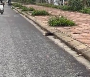 M3101008_On my way home from work, I accidentally discovered this poor puppy lying motionless by the roadside in the freezing wi