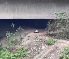 M3101009_The man, returning home from work, accidentally discovered these two poor stray dogs lying motionless under a bridge. H
