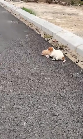 M3101010_two poor dogs were abandoned by their owner on the street. I saw them on my way home from work and without hesitation s