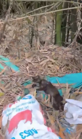 M3101012_While I was at the vet checking on the puppies, my friend called. She’d found a poor cat lying on the side of the road