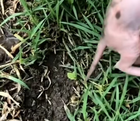 MV Rescued Tiny Kitten After Bee Attack! Heartwarming Recovery �❤️�_part2