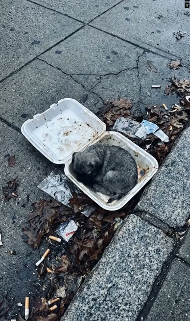 MV2801003_Bless for you,thank you so much ❤️� #dog #dogsoftiktok #rescuedog #respect #doglover