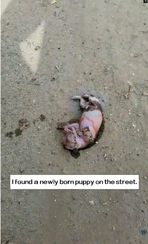 MV2801014_I found a newly born puppy on the street.It looked so pitiful that I decided to take it home,and then…#rescue #animals
