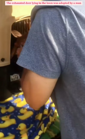 V1601013_family adopted baby deer had lost its mother_part2