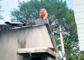 V1601015_Rescue an injured stray orange cat. #cat #catsoftiktok #straycat #res…_part2