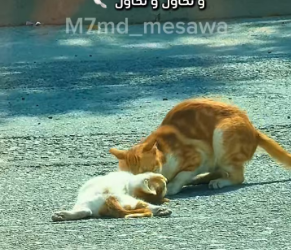 V1601016_I sincerely apologize, but I don’t know why I stopped. I don’t know why I even filmed in the first place, but the scene was very… (Part 2)