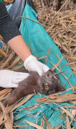 V1601017_While was at vet checking on puppies, my friend called. She…_part2