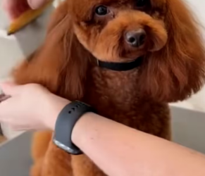 V1601018_#Today’sTrend #A dog’s loyalty… should not be repaid with abandonment #LittleDo… (Part 2)