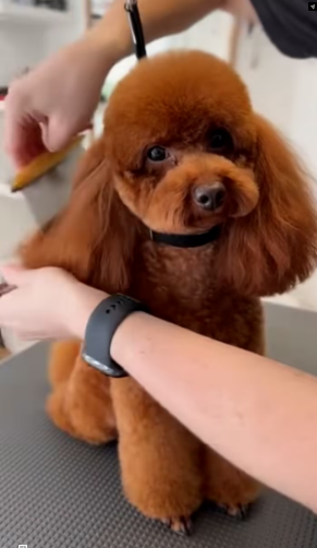 V1601018_#Today’sTrend #A dog’s loyalty… should not be repaid with abandonment #LittleDo… (Part 2)