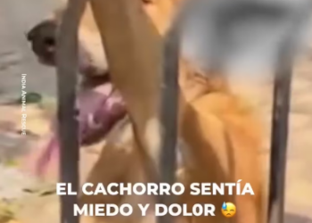 V1601019_Perrito es rescatado por vecinos en la India_part2