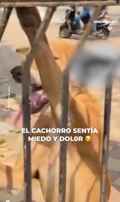 V1601019_Perrito es rescatado por vecinos en la India_part2
