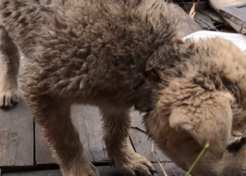 V1601020_While strolling along lake, accidentally discovered poor p…_part2