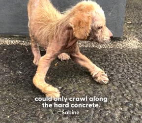 V1601021_Sick Puppy Who Could Barely Walk Blossoms Love_part2