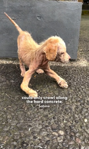 V1601021_Sick Puppy Who Could Barely Walk Blossoms Love_part2