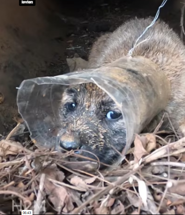 V1601022_On my way home work, accidentally heard strange noise under_part2