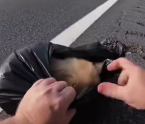 V1601023_heard sound of puppy coming garbage bag, then……_part2