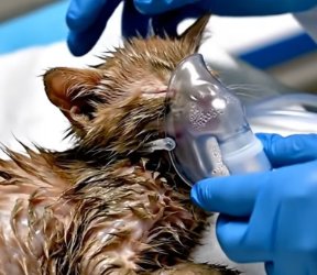 V1601024From the edge of death to a room full of life. � This little fighter didn’t give up… and t