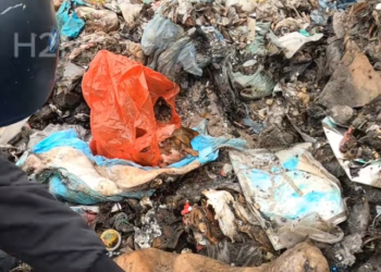 V1401019_While taking out trash, discovered poor dog lying motionle…_part2