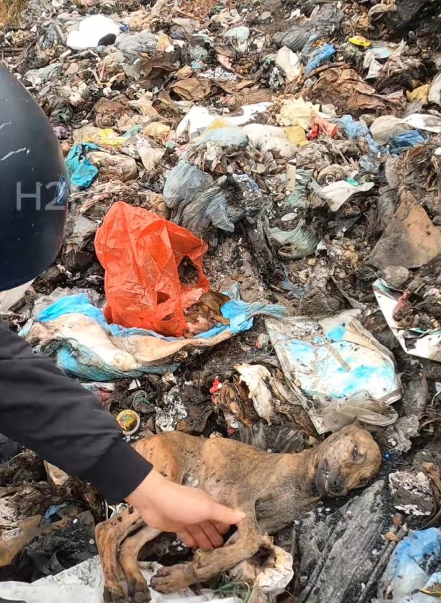 V1401019_While taking out trash, discovered poor dog lying motionle…_part2