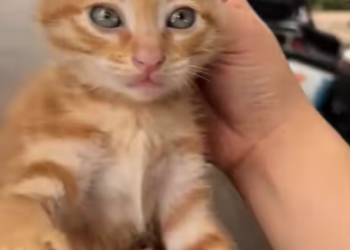 V1801001_He didn plan to rescue kitten day, but fate had other plans_part2