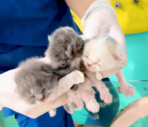 V1801002_Rescue family cat #animals #rescue #rescuecat #fyp #animalsoftiktok_part2