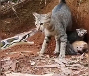 V1801004 vs Sakibur Sk – Part 2