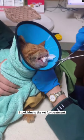 V1801005_found an abandoned cat then .#rescue #animals #fyp #cat_part2