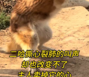 V1801006 Dogs are humans’ most loyal friends—please treat them kindly. Part 2