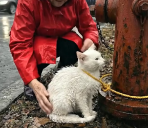 V1801007_Kind Hearted Old Woman Saves Rope Tied Baby Cat in Heavy Rain_part2