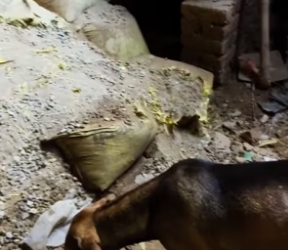 V1801008_Animals helps_part2