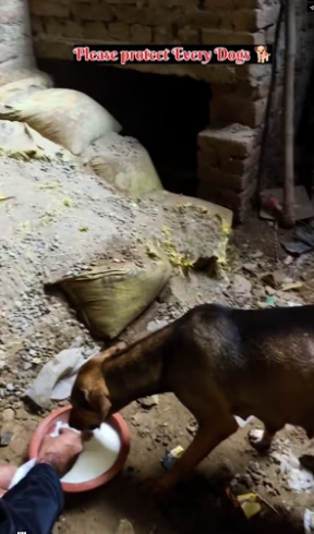 V1801008_Animals helps_part2