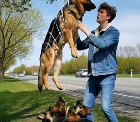 M1301024_Incredible Roadside Rescue Saving a German Shepherd Trapped in a Net We encountered a truly unbelievable situation on_p