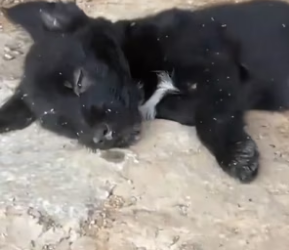 V1801010_man, returning home work, accidentally discovered these two_part2