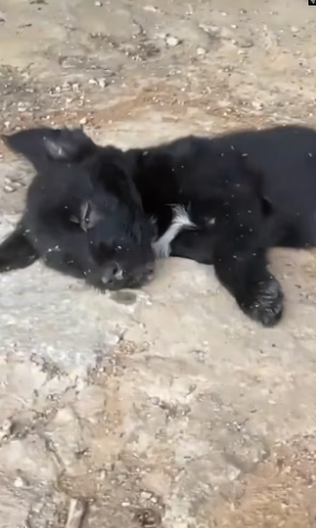 V1801010_man, returning home work, accidentally discovered these two_part2