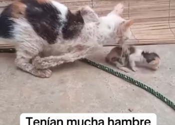 V1801015_Do you remember her? She suffered abuse and pain with her little kitten. No one helped them; they were only mistreated. Part 2