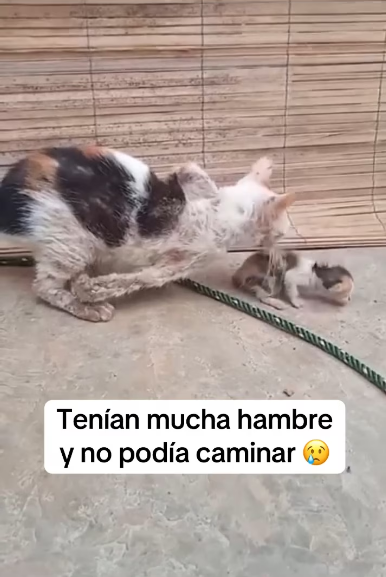 V1801015_Do you remember her? She suffered abuse and pain with her little kitten. No one helped them; they were only mistreated. Part 2