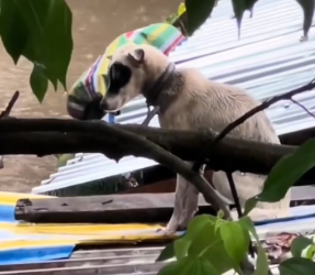 V1801016_ANIMAL AT HEARTS REEL_part2